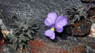 'Viola Diversifolia'