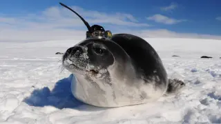 Una foca de Weddell con un sensor para tomar datos oceánicos.