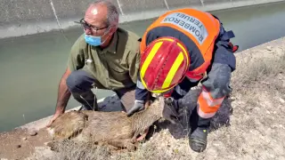Rescate de un corzo en Alcañiz