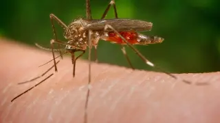Aedes japonicus, nueva especie invasora de mosquito