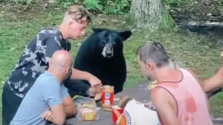 Un oso de picnic