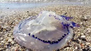 Las vemos en ocasiones en la playa o flotando en el mar y su picadura es dolorosa y en ocasiones, grave. ¿Qué podemos hacer para evitar la picadura de las medusas? Estos son algunos consejos.