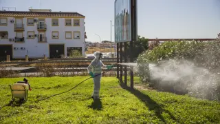 Un trabajador durante las labores de fumigación contra los mosquitos causantes del virus del Nilo, este lunes en Coria del Río (Sevilla).