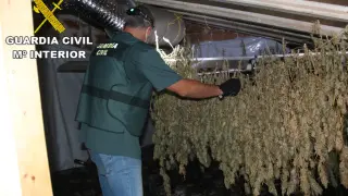 Plantación de marihuana en Alcañiz