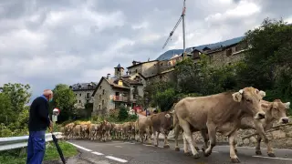 El ganado, a su paso este viernes por Cerler para encarar la carretera hacia Benasque.