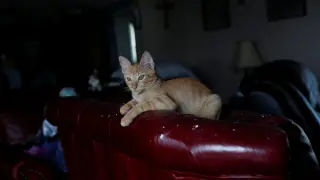 Un gato en una casa de Lousiana, este viernes en Estados Unidos,