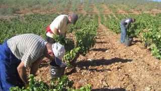 Un momento de la vendimia en los viñedos de la D. O. Calatayud, la pasada campaña.