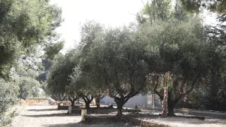 Concentración de colectivos para advertir el estado en el que se encuentran algunos árboles del Parque de Torre Ramona de Zaragoza