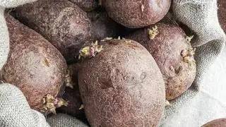 Las patatas contienen una toxina natural llamada solanina que se encuentra en mayor proporción si tiene brotes o zonas verdes. Te contamos cómo evitar esta sustancia.