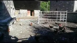 El perro de Juan Manuel Lamora, ganadero de Benasque, no solo acompaña a su dueño y le ayuda con el ganado, sino que ha aprendido a recoger y acompañar a las gallinas a su gallinero en esta granja de Sesué, (Huesca).