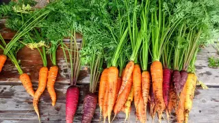 Huertos urbanos: recolección de zanahorias.