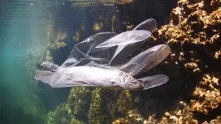Un pez nadando dentro de un guante de plástico