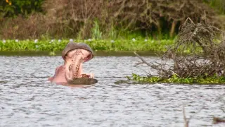 Foto de archivo de un hipopótamo en un lago de Kenia