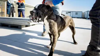 Adiestramiento de perros del Centro de Protección Animal
