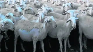 Ejemplares de oveja maellana.