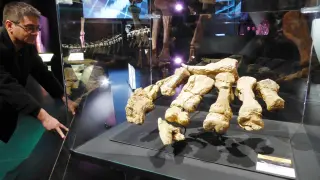 Fósiles del pie izquierdo de Turiasaurus riodevensis en el Museo Paleontológico de Dinópolis en Teruel.