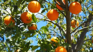 Naranjas, fruta de temporada de invierno