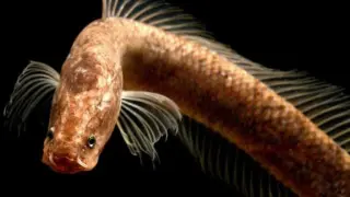 El pez cabeza de serpiente Aenigmachanna gollum