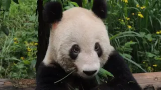 Xinxing falleció en el zoológico de la ciudad central china de Chongqing a los 38 años.