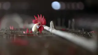 Alerta por gripe aviar en la India