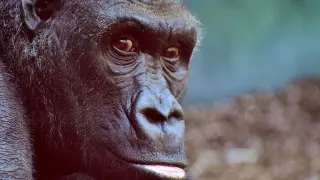 Gorilas, archivo.