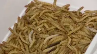 Los insectos dan el salto a los platos de los europeos
