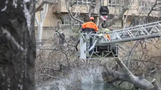 Los Bomberos retiran un árbol de gran porte del canal