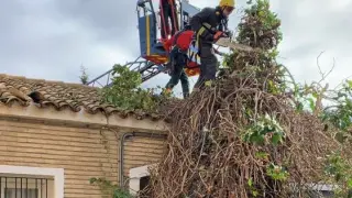Los bomberos de la Diputación de Huesca colaboran con el Ayuntamiento de Almudévar en la retirada de un árbol que cayó sobre una vivienda.