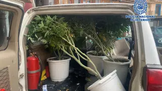 Pillan in fraganti a tres ladrones al entrar a robar un piso dedicado al cultivo de marihuana en Calatayud