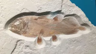 Un enorme pez antiguo, descubierto por casualidad.