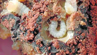 Trufa infestada por larvas de ‘Leiodes cinnamomeus’ la principal plaga que afecta al Tuber melanosporum, hongo en el que provoca un descenso de la producción y de la calidad.