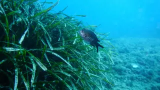 Las praderas de Posidonia oceánica son el hogar y el alimento de miles de especies