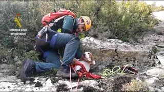 Rescatan a un perro de caza que se quedó enriscado en Nueno