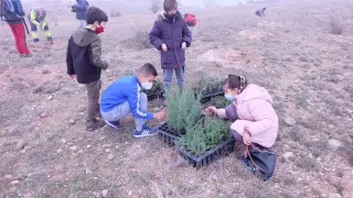 Los escolares turiasonenses plantan 1.500 árboles en la Dehesa.