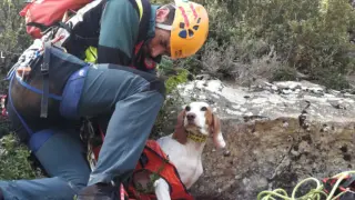 Los rescatadores tuvieron que escalar para llegar hasta el animal, al que colocaron un arnés para descender.