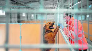 Un perro, junto a un trabajador en el Centro Municipal de Protección Animal (CMPA)