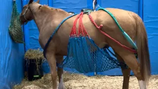 Uno de los caballos afectados por la rinoneumonitis, en su cuadra.