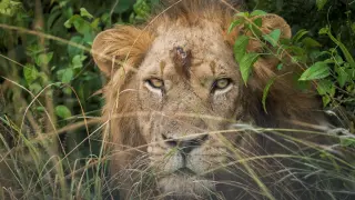 León del parque natural de Uganda donde han aparecido restos de seis animales presuntamente envenenados.