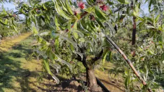 Los agricultores del Bajo Cinca llevan varios días poniendo marcha sus sistemas antiheladas para evitar daños en sus frutales.