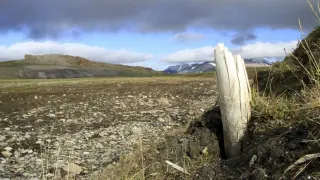 Colmillo de mamut lanudo emergiendo del permafrost en la isla central de Wrangel, situada en el noreste de Siberia.
