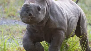 El pequeño rinoceronte es el cuarto hijo de Circe, una hembra de 21 años