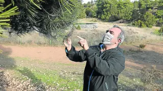 Felipe Rosado, técnico ambiental, evalúa el daño de la procesionaria en los bosques de Corbalán