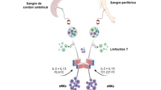 Esquema del protocolo de aislamiento y activación de células NK expandidas (eNK)