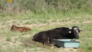 El toro herido junto a su cría.