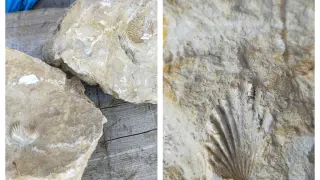 Fósiles encontrados por un vecino de Campillo de Aragón