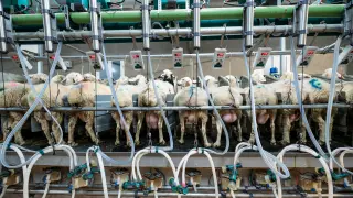 El sector ovino español es la segunda potencia productora de leche de oveja en la Unión Europea