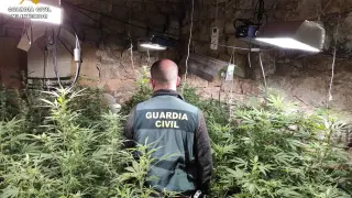 Operación de la Guardia Civil en Nonaspe, donde ha incautado más de 200 plantas de marihuana.
