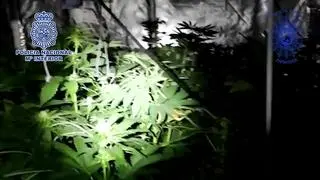 Un incendio en una vivienda destapa una plantación indoor de marihuana