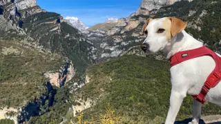El perro 'influencer' Pipper en Aragón.