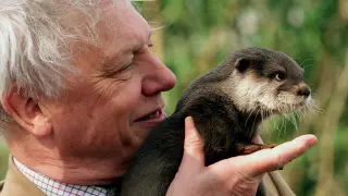 [El naturalista David Attenborough.